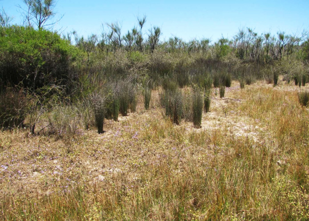 Spring Temporally overlapping suites of annual herbs  flower and set seed as the wetlands dry through spring.